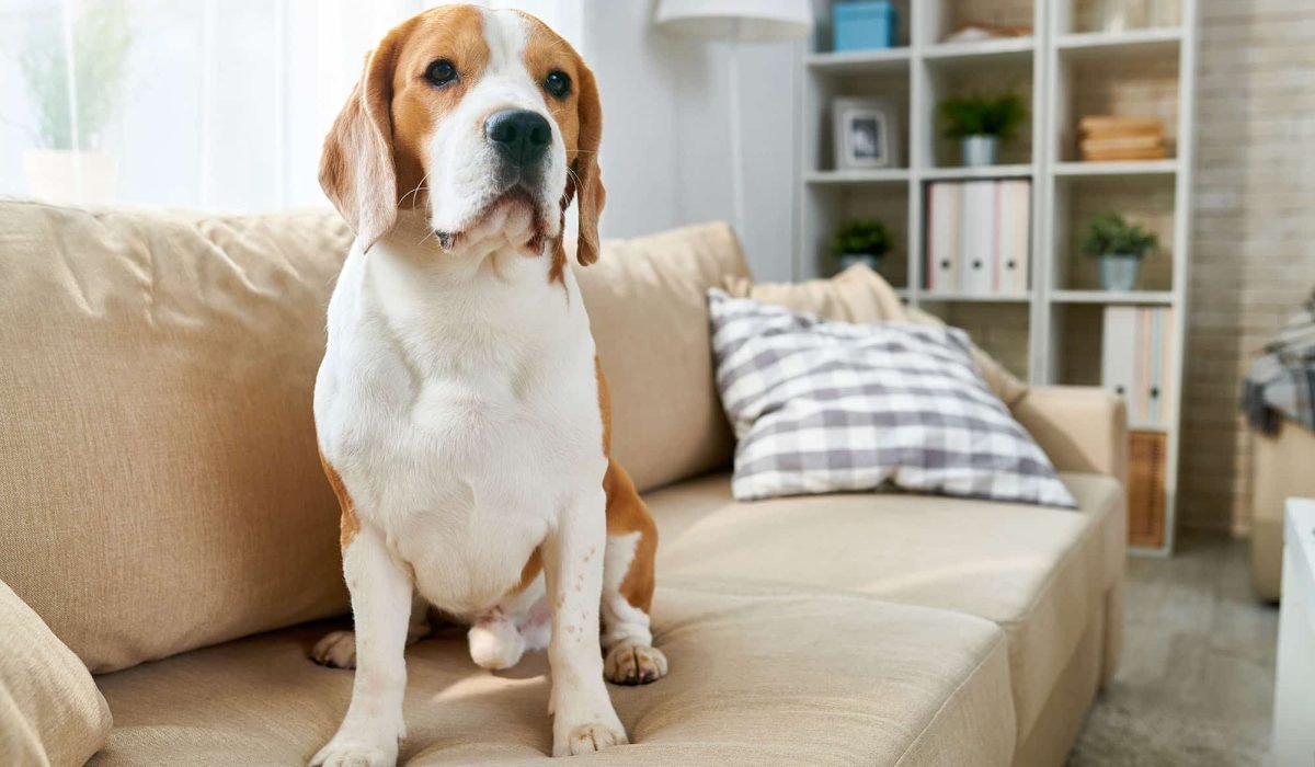 pet-dog-sitting-on-sofa-2021-09-24-04-02-47-utc.jpg